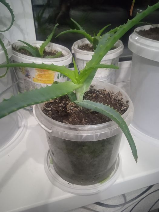 Продам лечебную алоэ