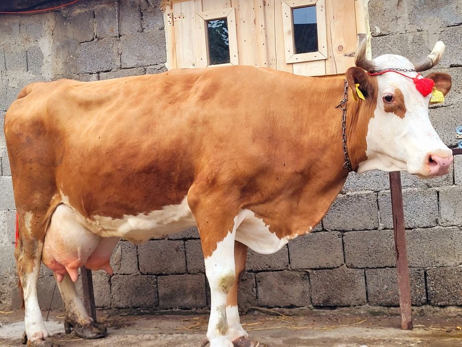 Vaca baltata cu vitica