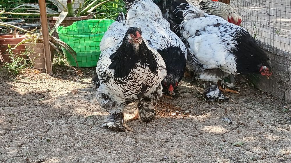 Tuxumlariga zakas olamiz