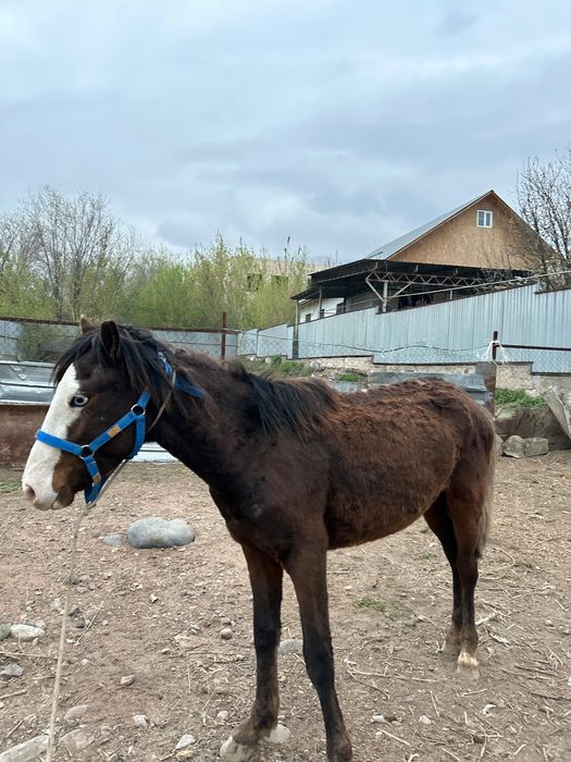 Продам жеребца
