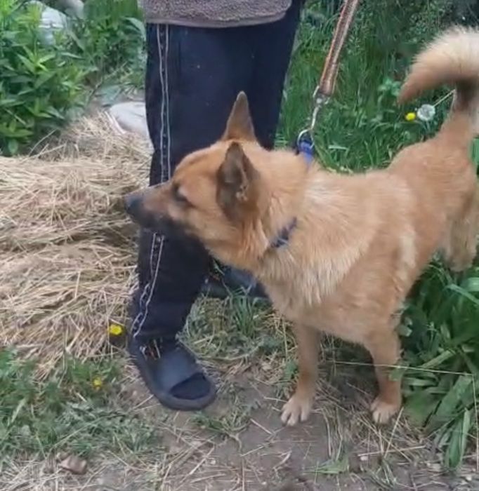 Ждём любящих хозяев для собачек