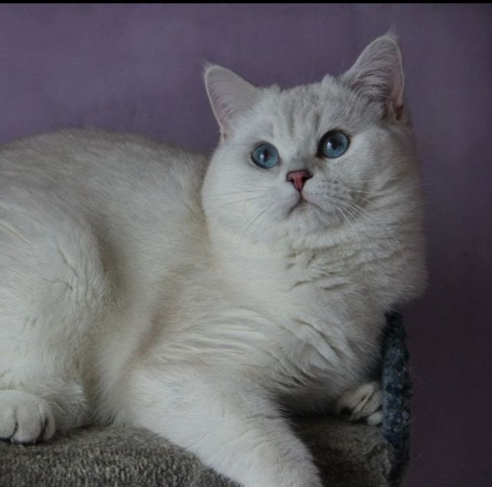 Шотландский котик
