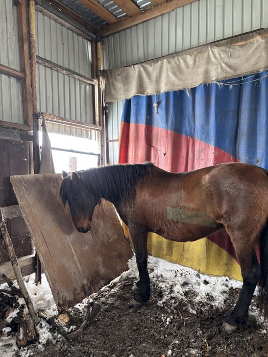 Жеребая лошадь хорошая