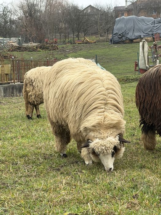 vand miele de anul acesta