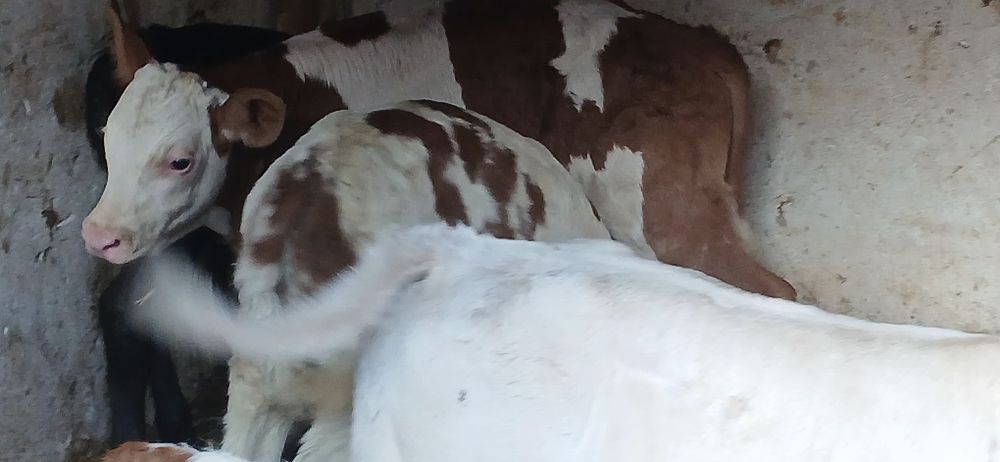 Vitei taurasi si vitele baltata si belgian angus