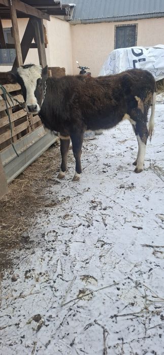 Телочка,Телка,тана,ургашы,корова