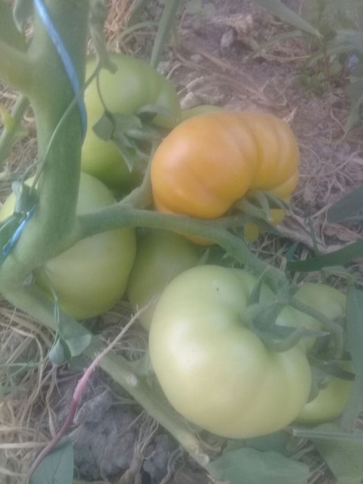 Pomidor bodiring nal sotamiz .