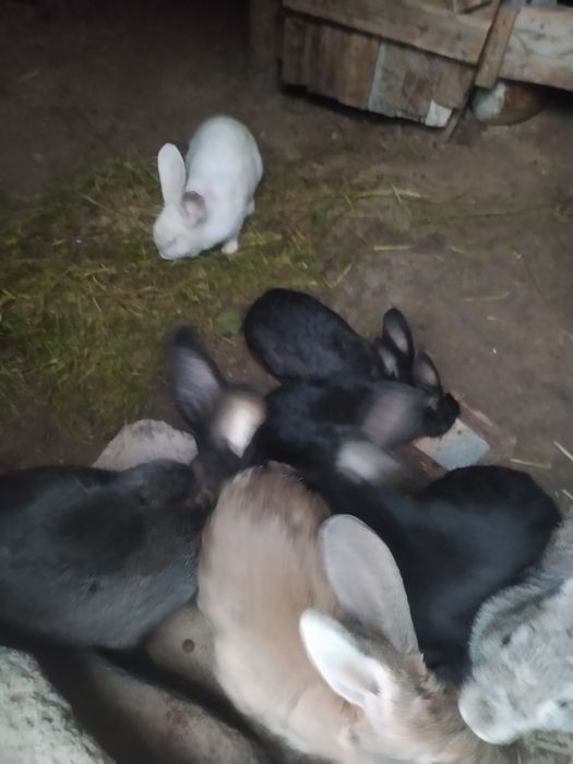 Gibrid Flandr quyonlar sotiladi