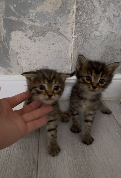 Продаются милые полосатые котята