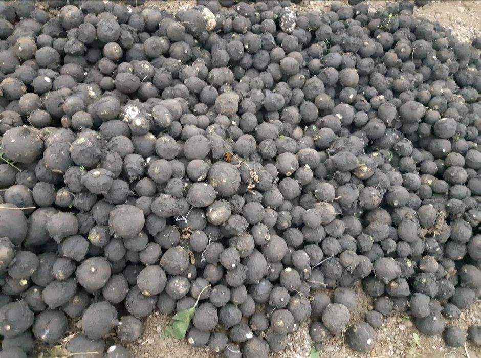 Morcov,țelina, ridichie si sfeclă rosie