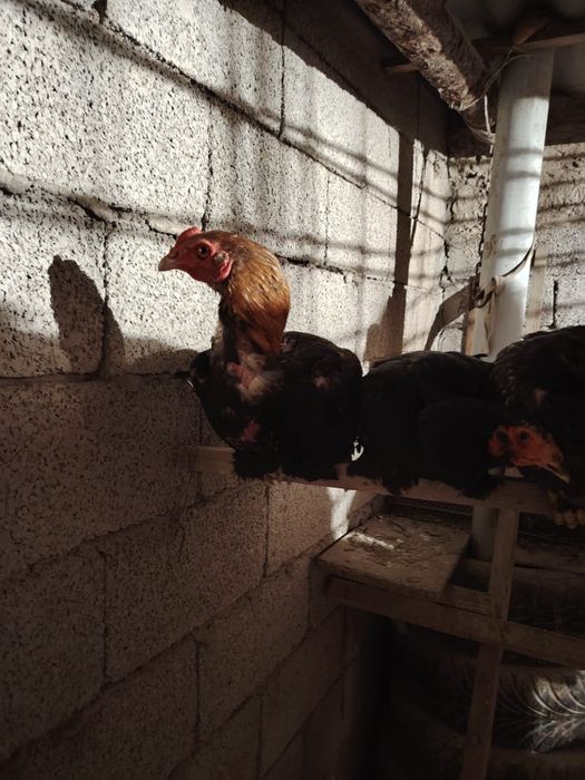 Honor x 9 d супер