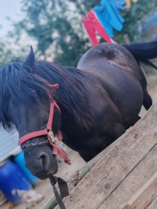 Cal cuminte bun la căruță  bland nu mușcă tânăr culoare negru 10 ani