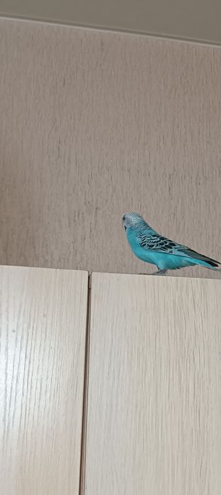 Волнистый попугай