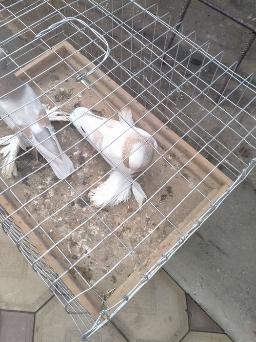 Пара тасманов на игру