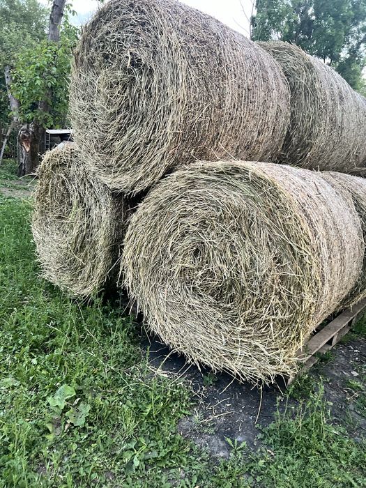 Baloți lucernă.