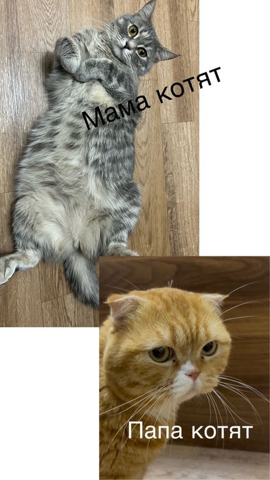 Продам шотладских котят