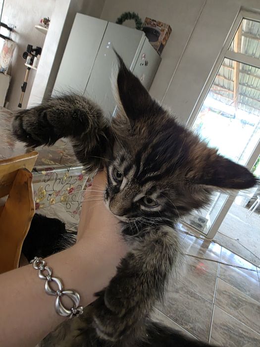 Котята Мейн Кун 2 месяца