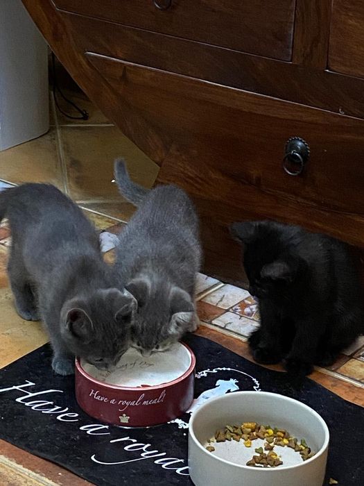 Котята, приученные к лотку, мальчики
