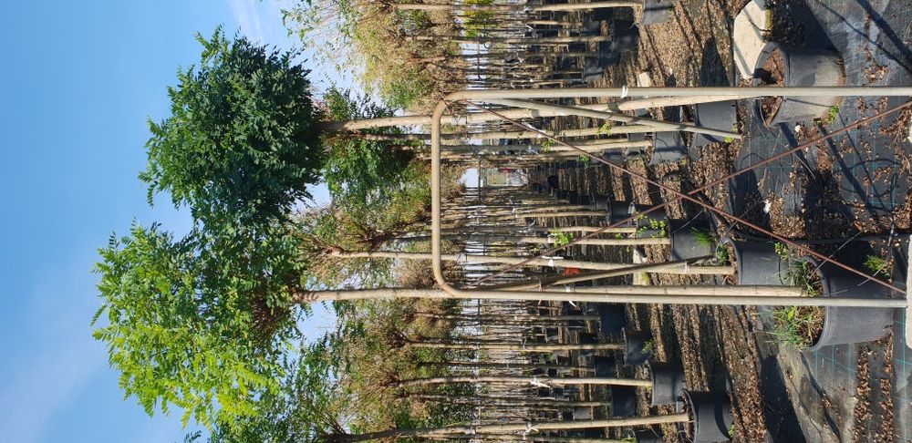 Vindem copaci foiosi cu coroana altuita