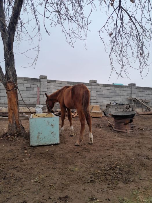 Тайлар сатылады.