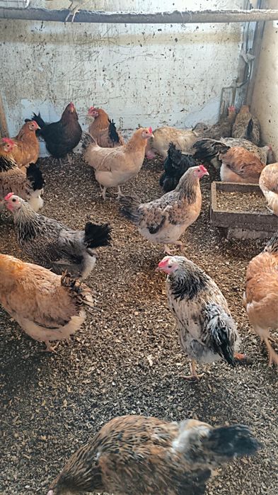 Продам  кур несушек молодока