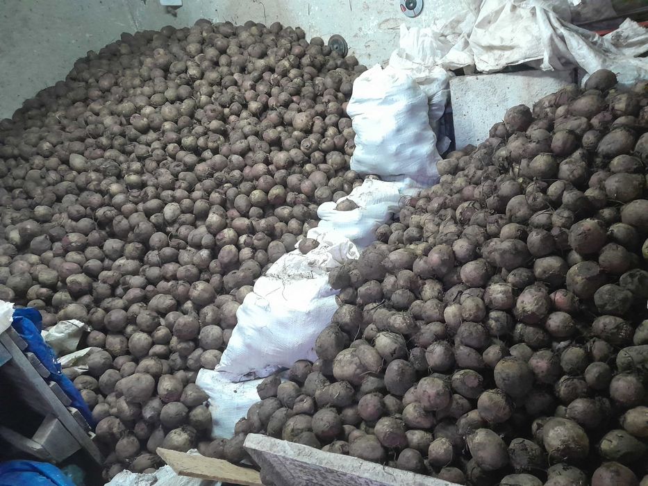 Салатно червено цвекло ,,Попово