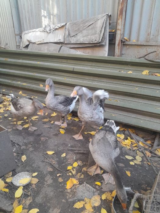 Продам Гусей породы крупная серая