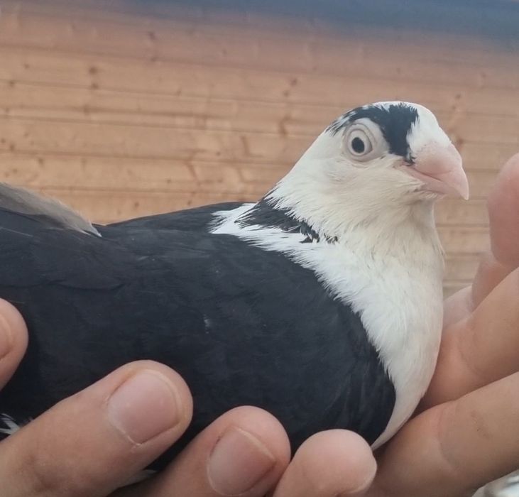 Porumbei jucatori de Galati baltati pe negru