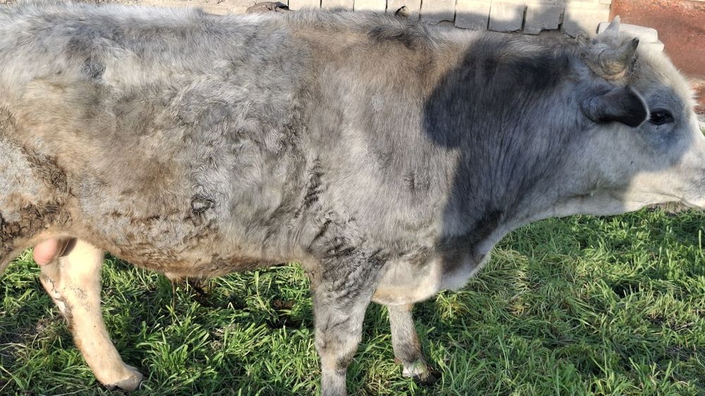 Швет навослар сотилди 2та бир жойда буйи 130дан зиёд , соглом 100%