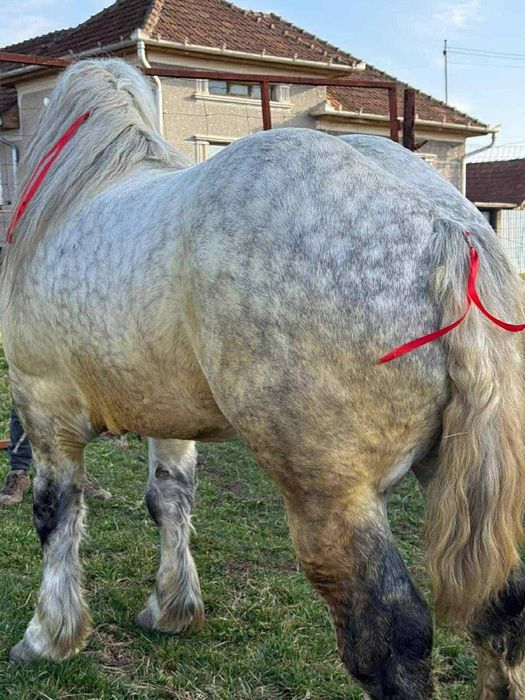 Armasar de 5 Anii Polonez