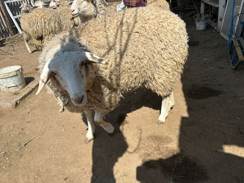 Продам баранов в Алматы