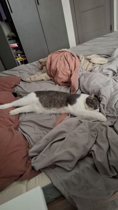 Отдам кота в добрые руки