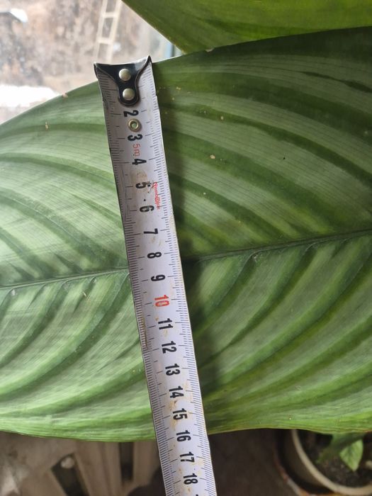 Продам катальпу .