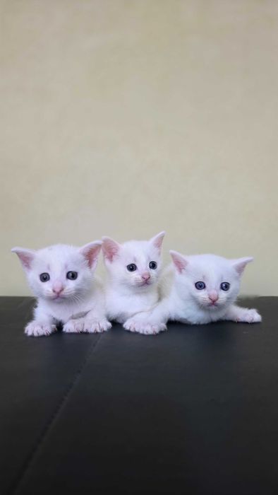 Котенок кошка котята