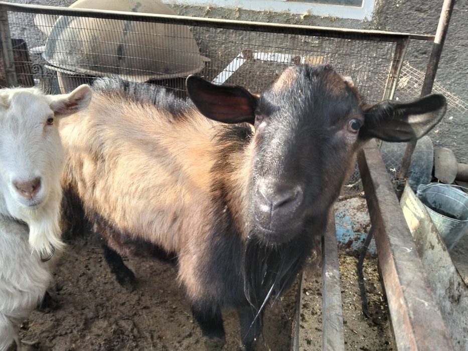 Альпийский козел