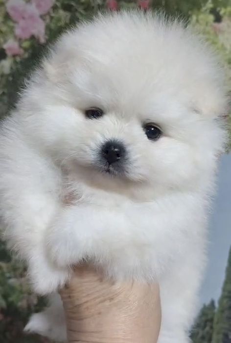 Щенки шпица мини