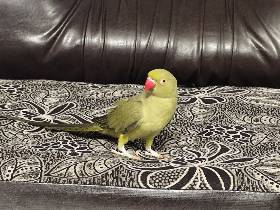 Papagal Micul Alexandru ,blând + colivie