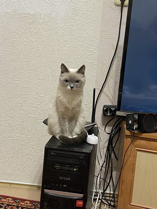 Пристрою кошечку