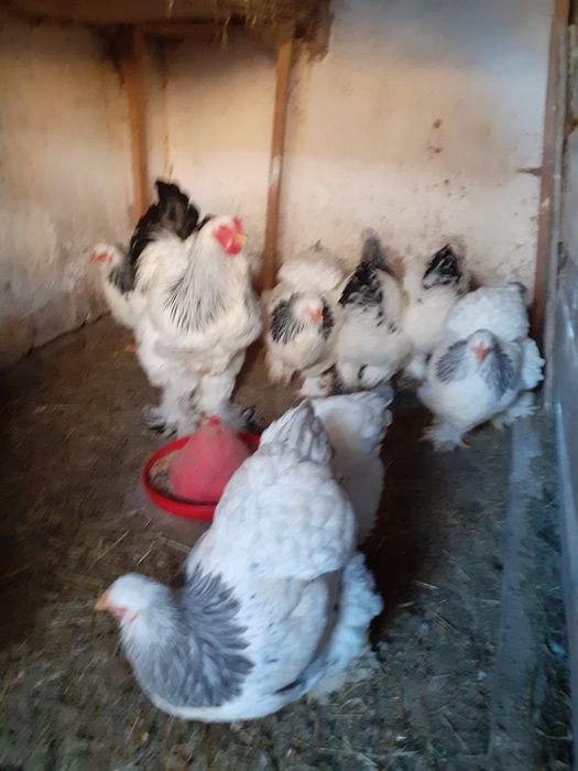 Ouă brahma herminat deschis