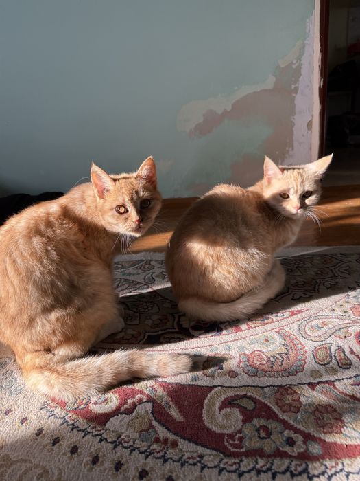 2 Кошки 1 Кот, рыжие