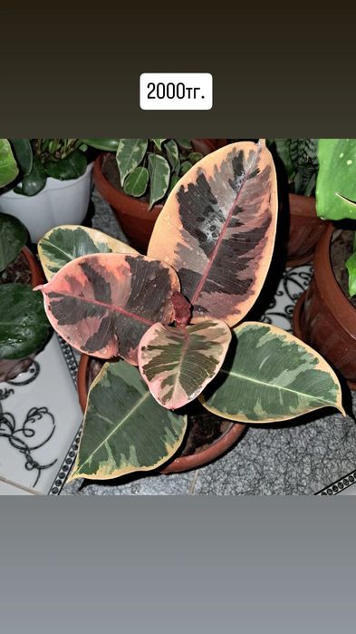 Домашние цветы Мырзакент