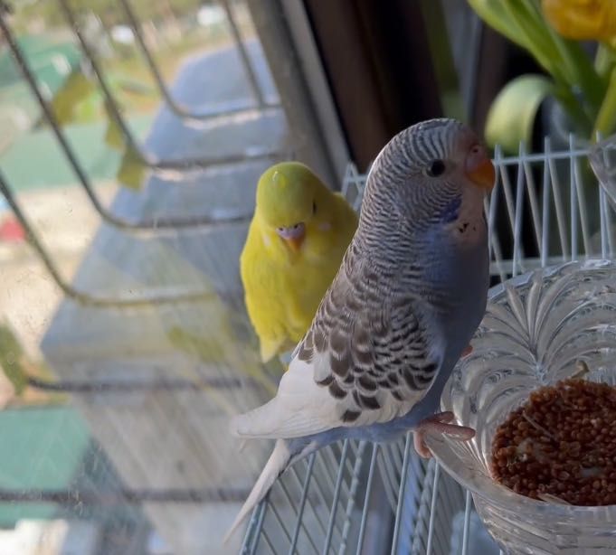 Papugaylar Polruchnoy  Valnisti Волнистый попугай подчех