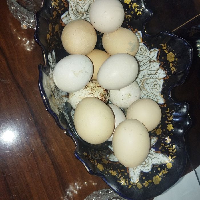 Zotdor tovuq tuxumi sotiladi