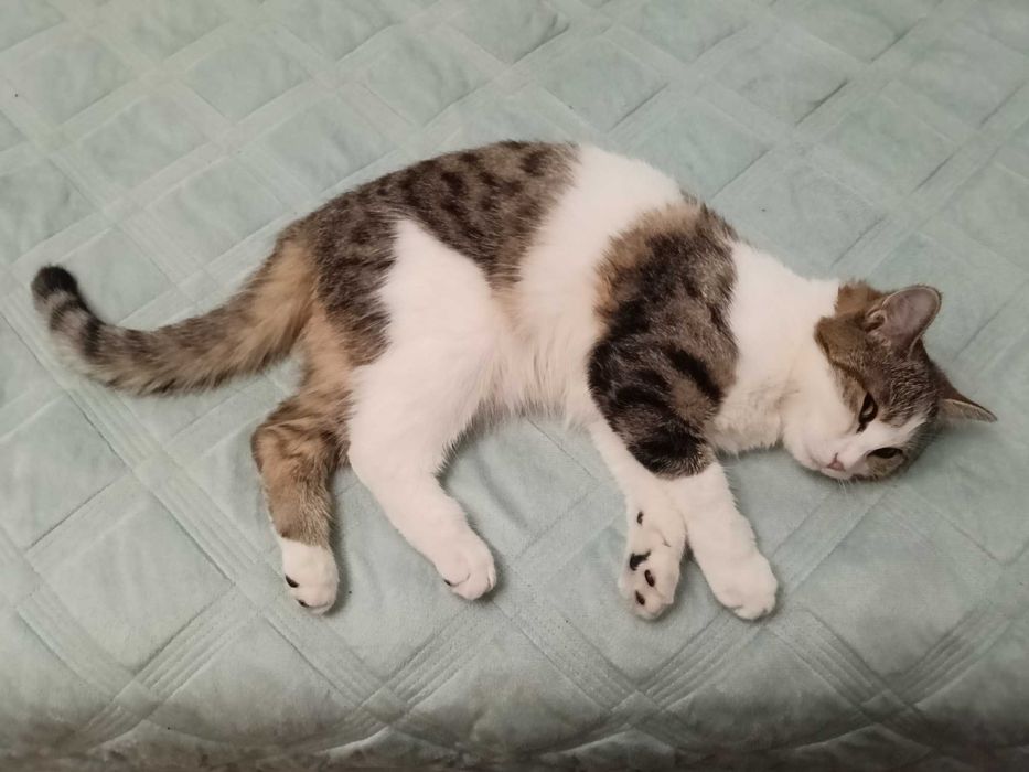 Отдам даром кошечку