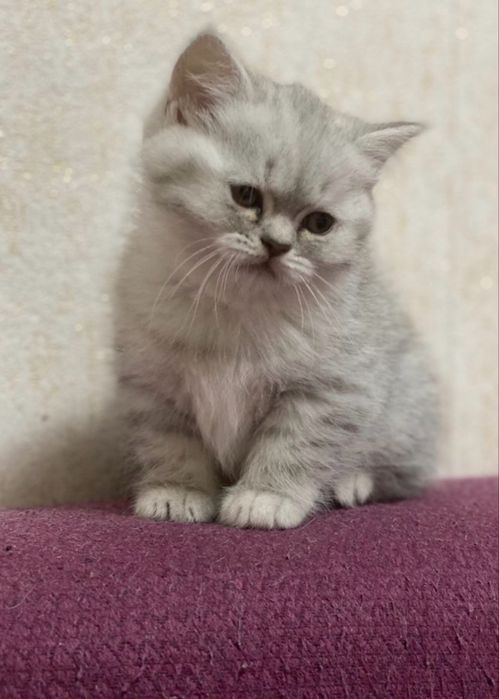 British shirthair baiat/pedigre