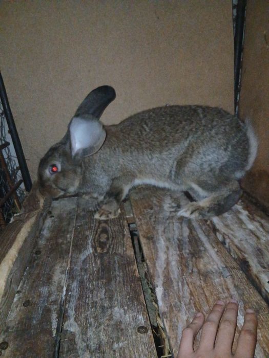 Iepuroaica urias german 120 lei fără trasport