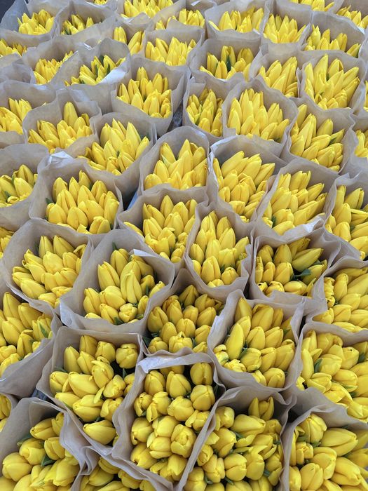 Беларусь тюльпаны оптом