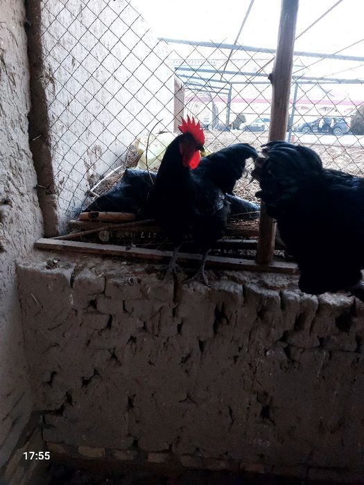 Jersi xoʻrozlari sotiladi