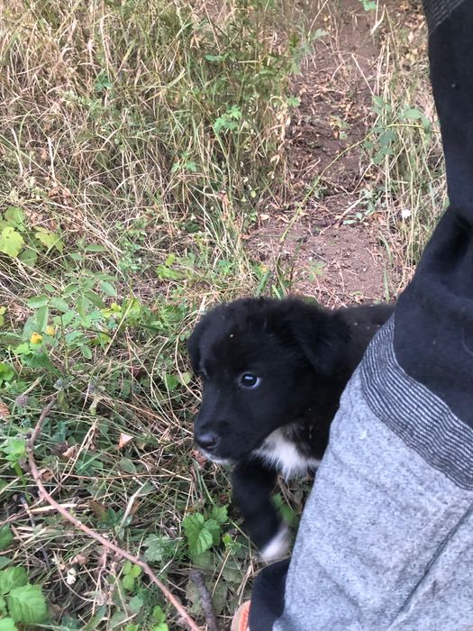 Catei gasiti pentru adoptie in Crevedia Buftea