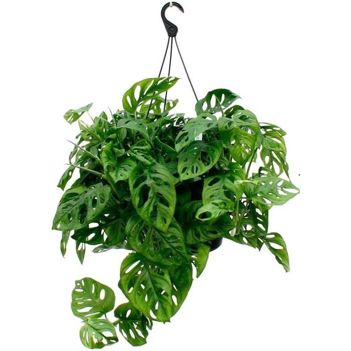 Монстера Манки (вьюн)